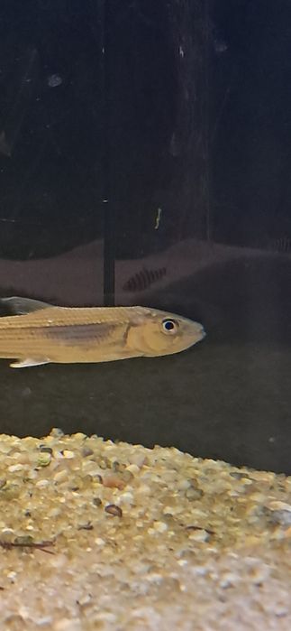 Vendo peixe tigre do nilo ‼️SELVAGEM ‼️
Astronotus ocellatus