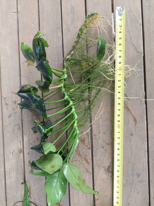 plantas aquário de fácil manutenção