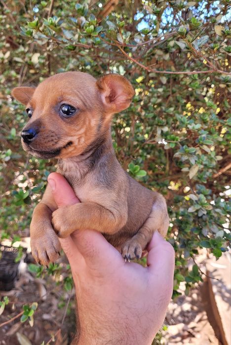 Femea pinscher mini
