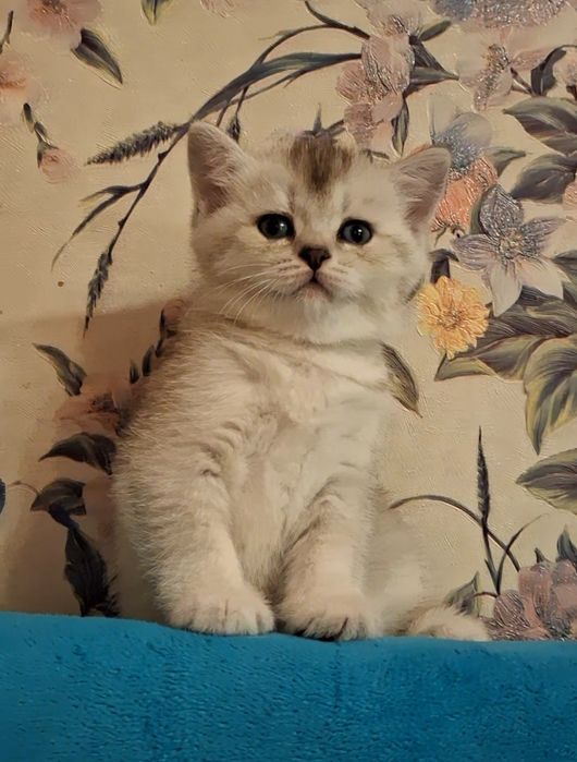 Шиншилловый котёнок короткошёрстный