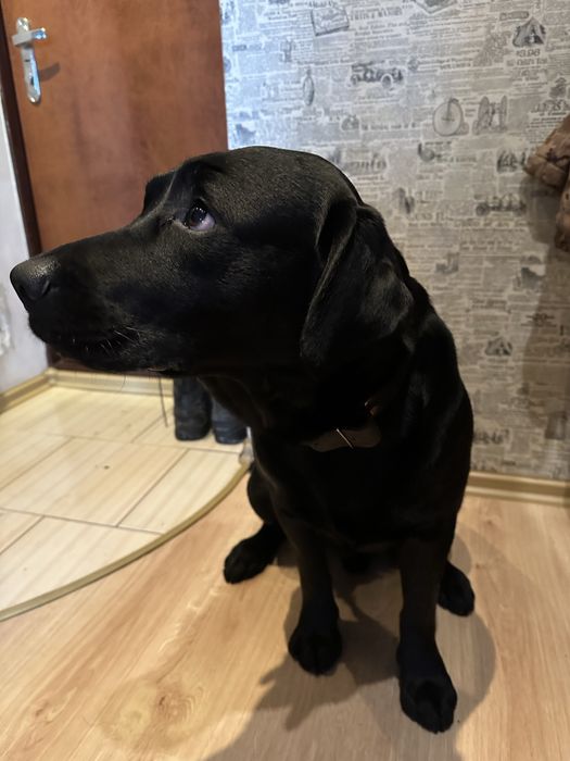 Шукаємо дівчинку лабрадора для спарювання