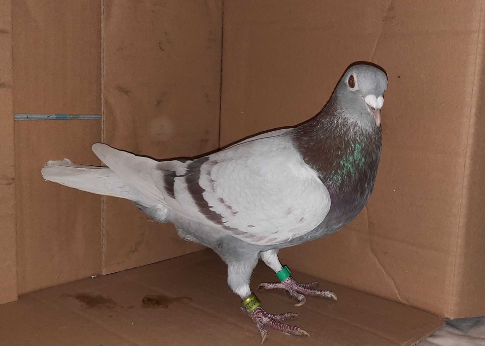 SAMIEC TOP !!! Rarytas !!!