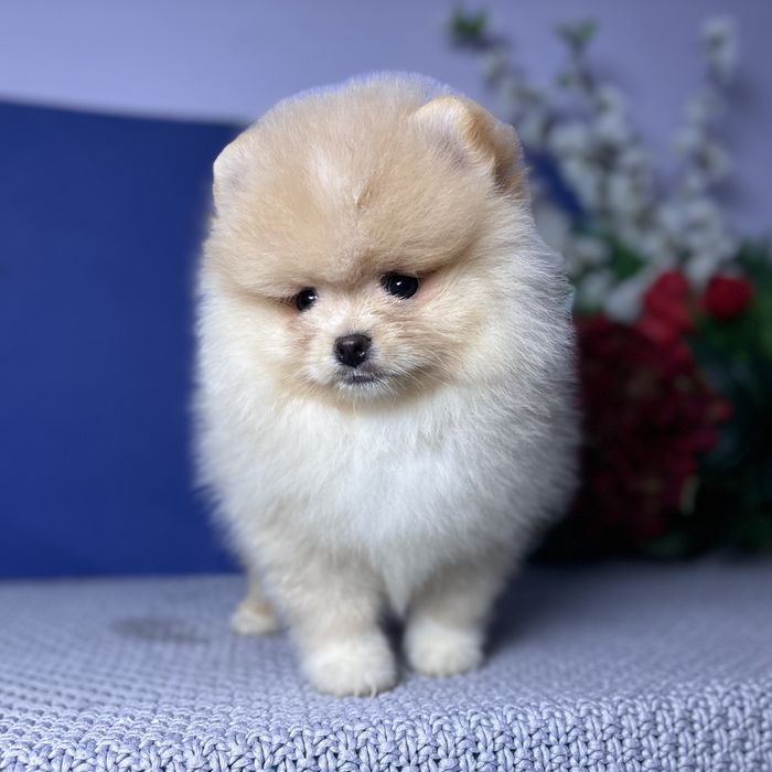 ляльковий Ведмедик шоу классу