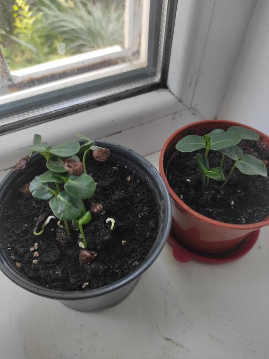 Stephanotis  Семена комнатного цветка