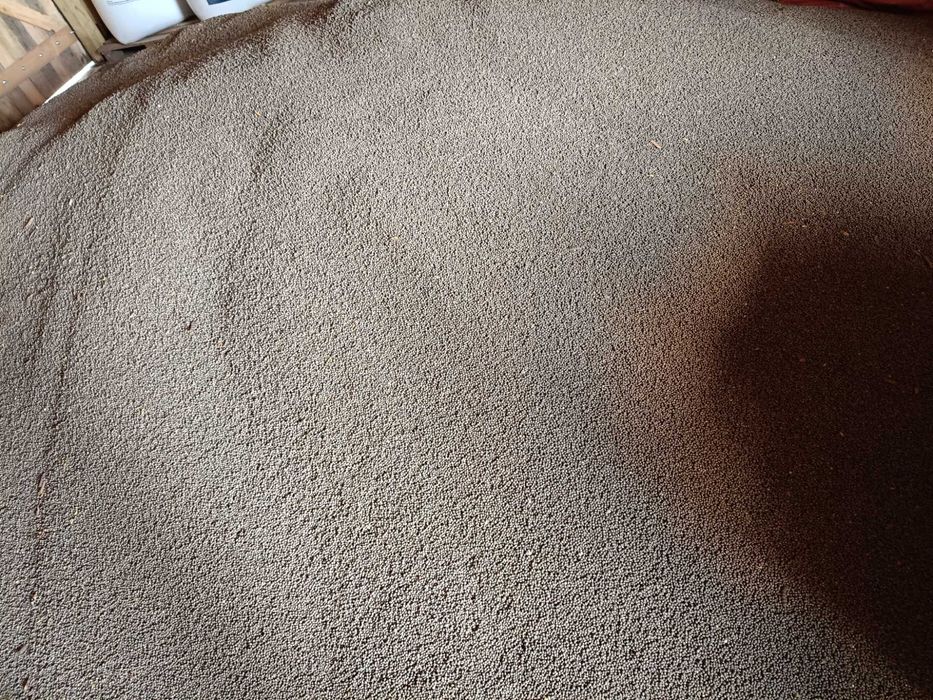 Sprzedam łubin slodki