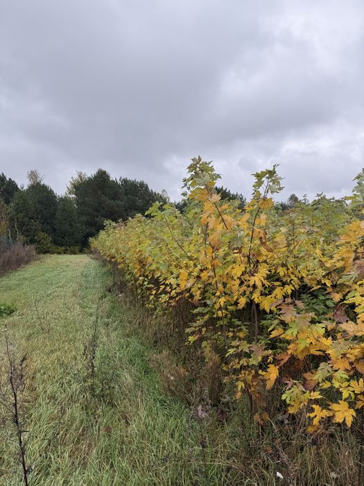 Klon srebrzysty podkladka (Acer saccharinum) 150-200 cm
