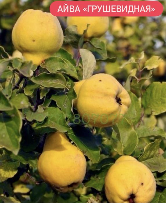 Яблука Садженці Слива Персик Айва Никтарин Саженці  Груша Инжир