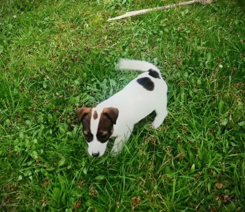 Jack Russell Terrier suczka Tricolor ELZA włos złamany hodowla KAMA