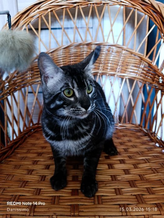 Бенгальский кот серебро чаркоал 1,5 года