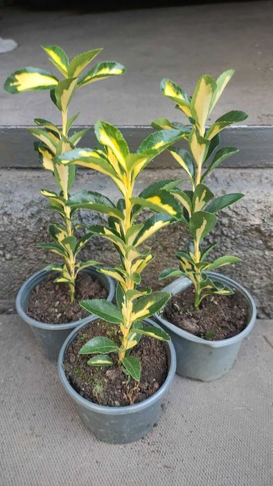 Бересклет японский кустовой (коллоновидный)