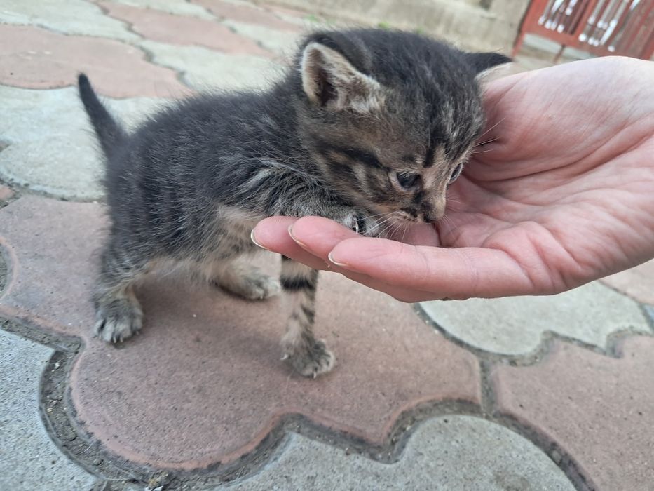 Віддам кошеня в добрі руки