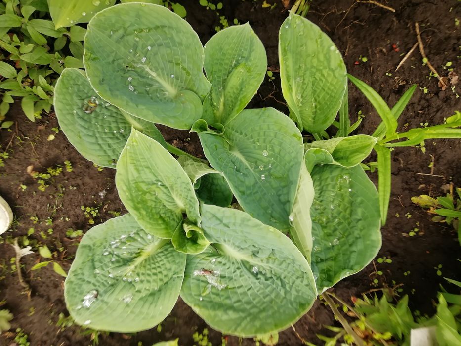 Хоста многолетник.