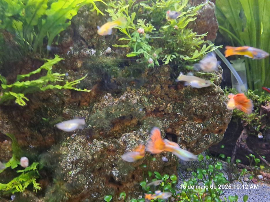 Dou guppys macho gen 2026