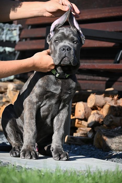Cane  Corso Italiano -  FCi / ZkwP piękny  samiec - szaro pręgowany