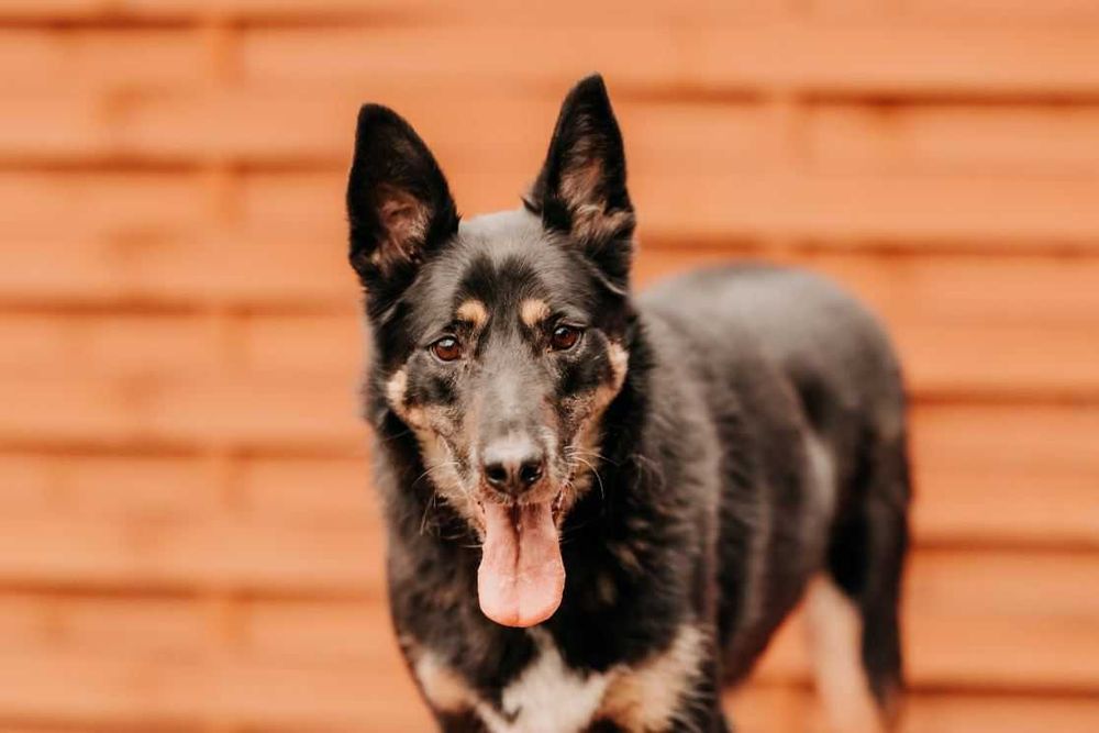 Piękny, mądry, spokojny Szaman poleca się do adopcji!!!