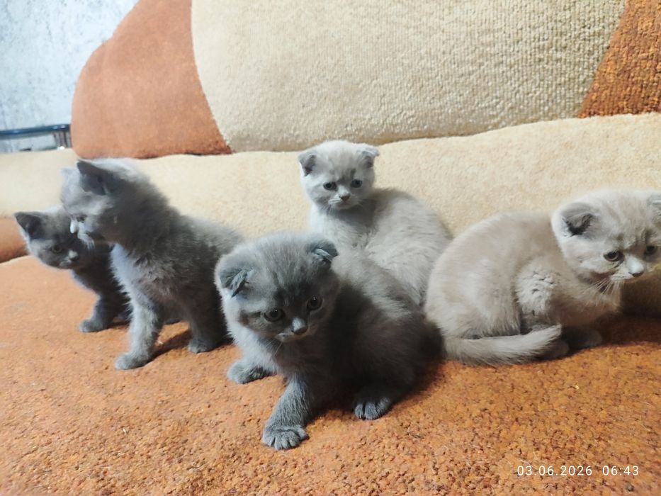 Шотландські кошенята