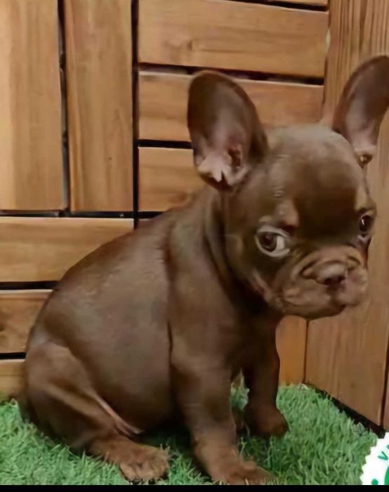Bulldog francês chocolate
