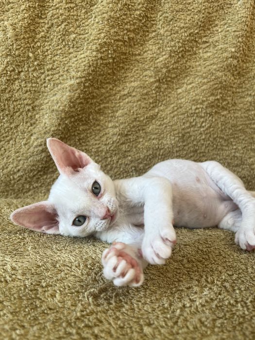 Котик Девон Рекс/Devon Rex