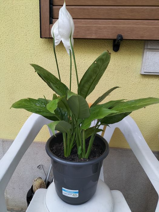 Planta  lírio da Paz