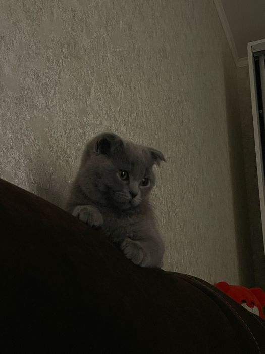 Продам кошеня британка