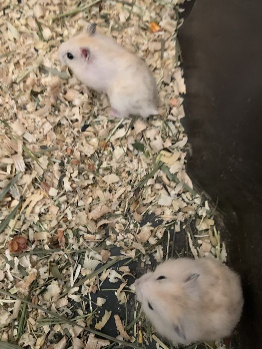 Джунгарські хоміки .Кліточки