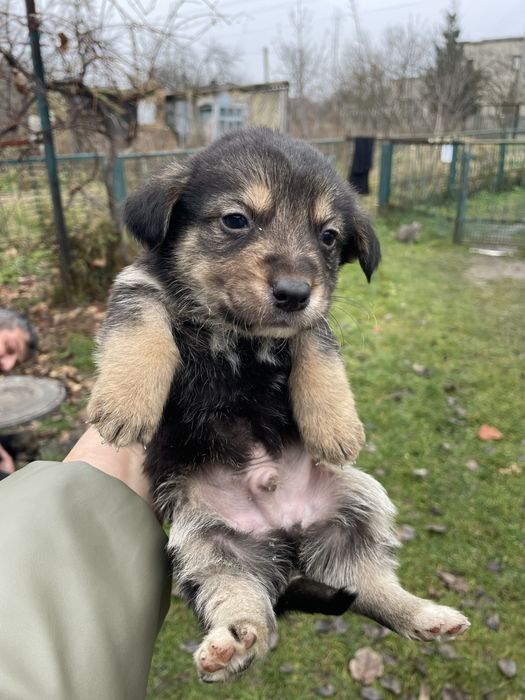 Маленькі песи- охоронці)