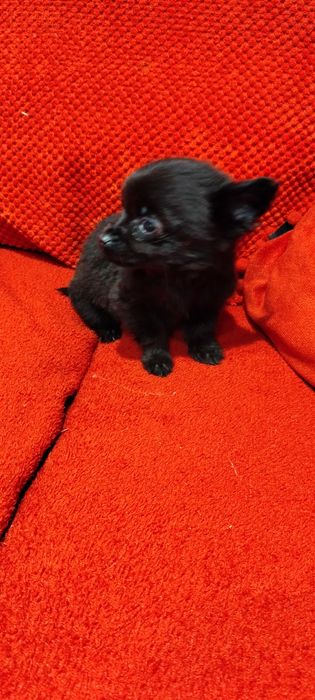 Yorkshire terrier czarny