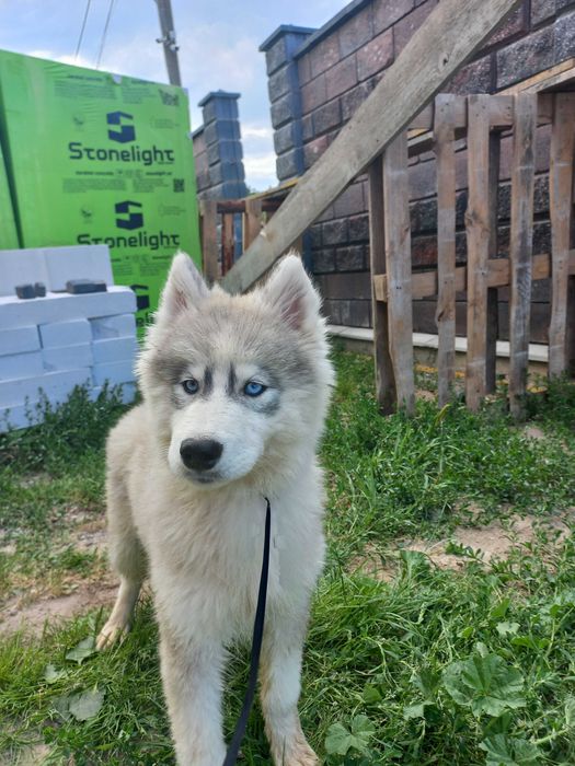 Продаж цуценят сибірський хаскі