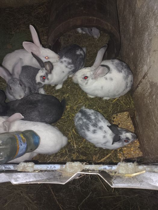 Продам кролів різного віку!!!