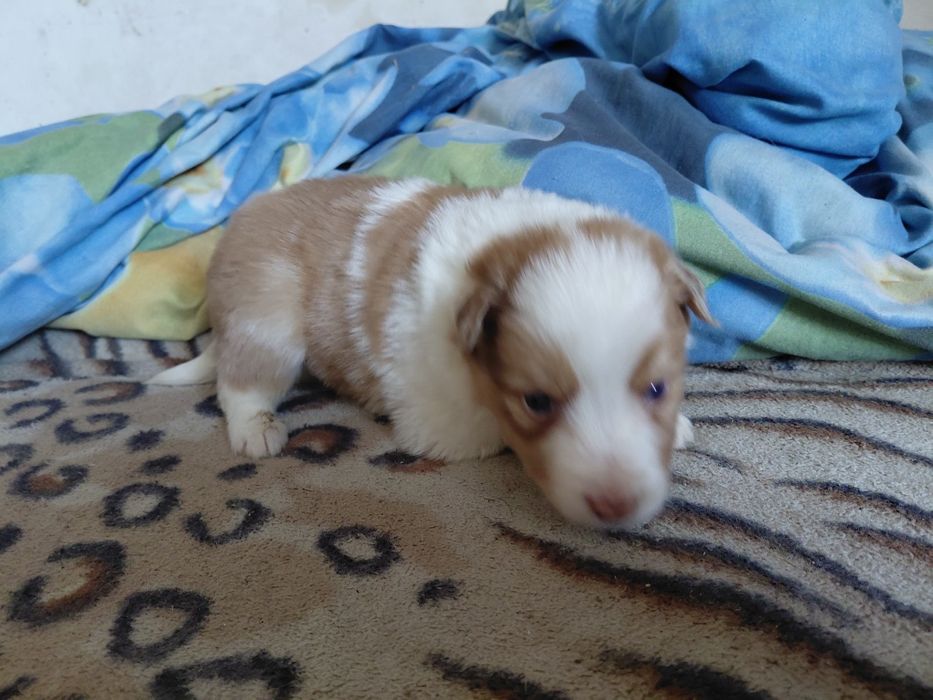 Border collie piesek fci zkwp