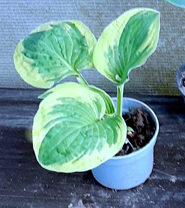 Hosta, Funkia, różne odmiany