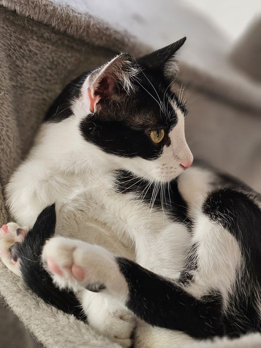 Mysio-Pysio kotek szuka domu adopcja Rybnik