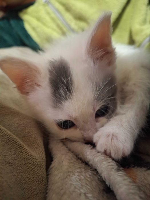 Кошеня, котик, кішечка Первомайськ Миколаївська обл.