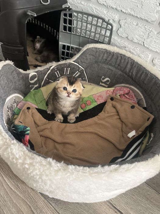 Чистокровные вислоухие, прямоухие шотландские котята!