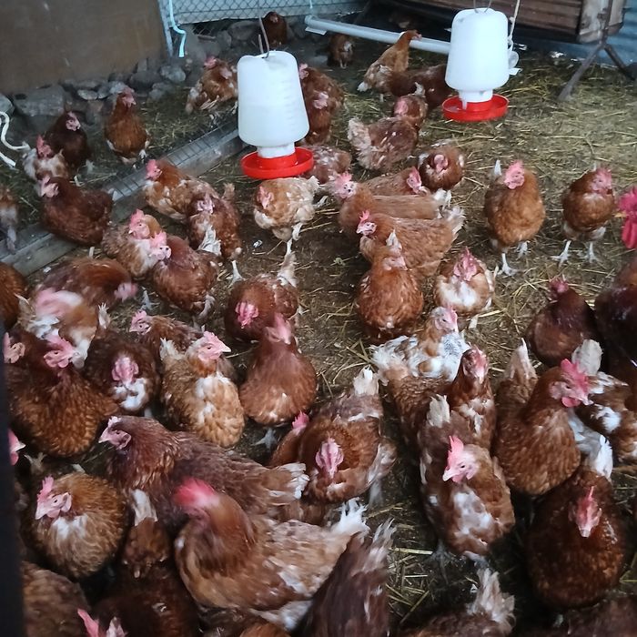 Galinhas  já a porem ovos