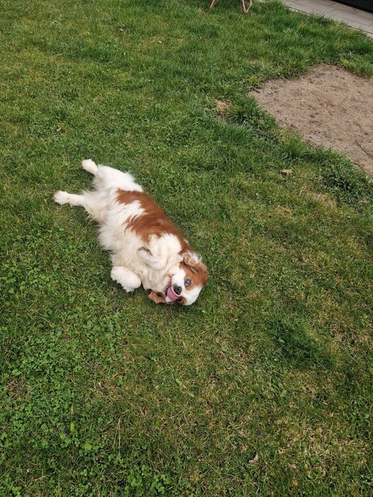 Cavalier pies blenheim