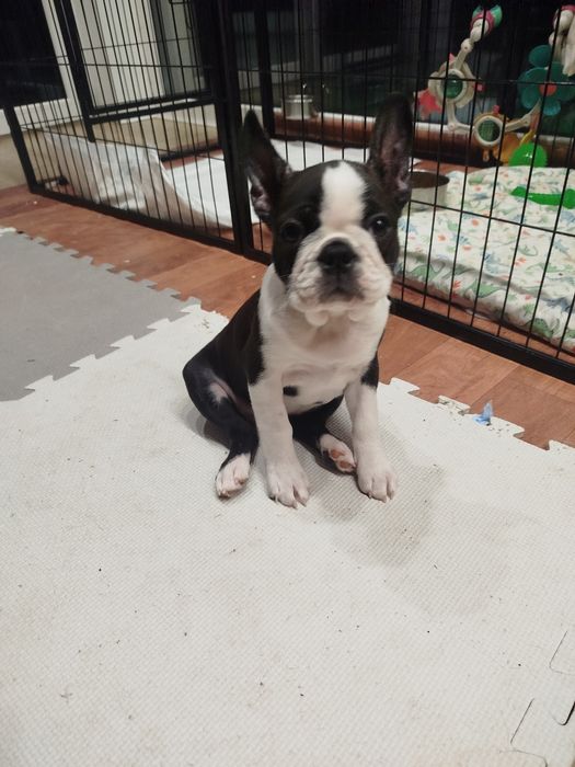 Szczeniak Boston Terrier