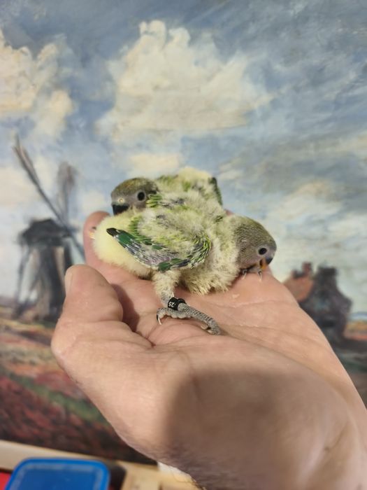 Roseicollis verde ancestral opalinos