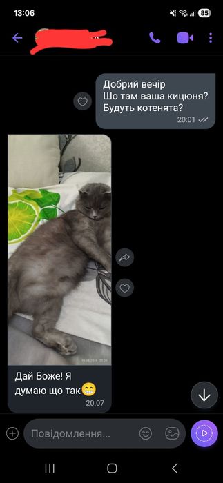 Котик шотландський висловухий (Scottish Fold) шукає подружку/наречену