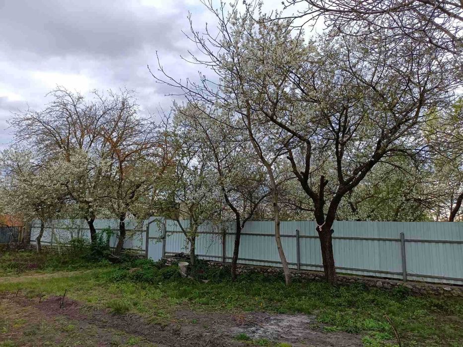 Віддам дерева зі свого саду безкоштовно