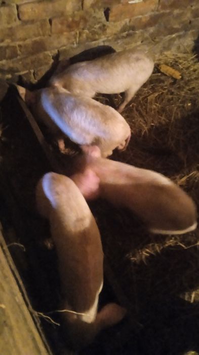 Продам поросяток