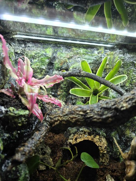 Terrarium tropikalne 25x25x25 dla ptasznika