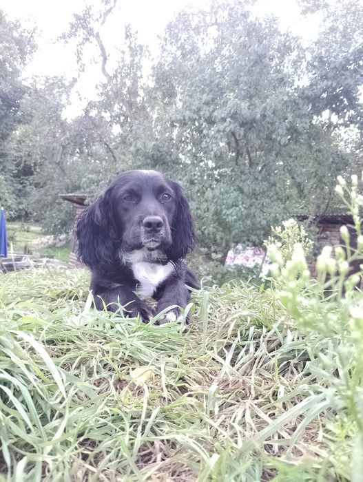 Спаніель собачки