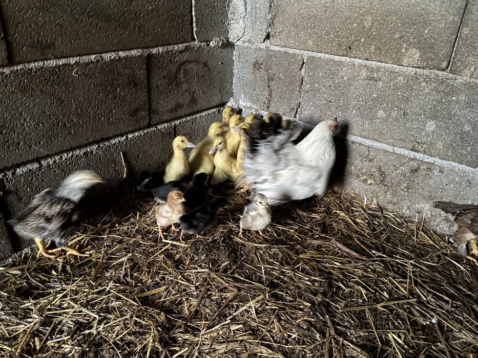 Varios patos e pintos de galinha