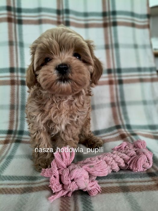 maltipoo F1 ze sprawdzonej hodowli