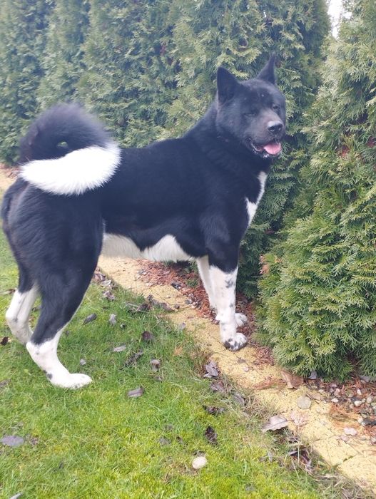 Akita amerykańska-dorosły pies