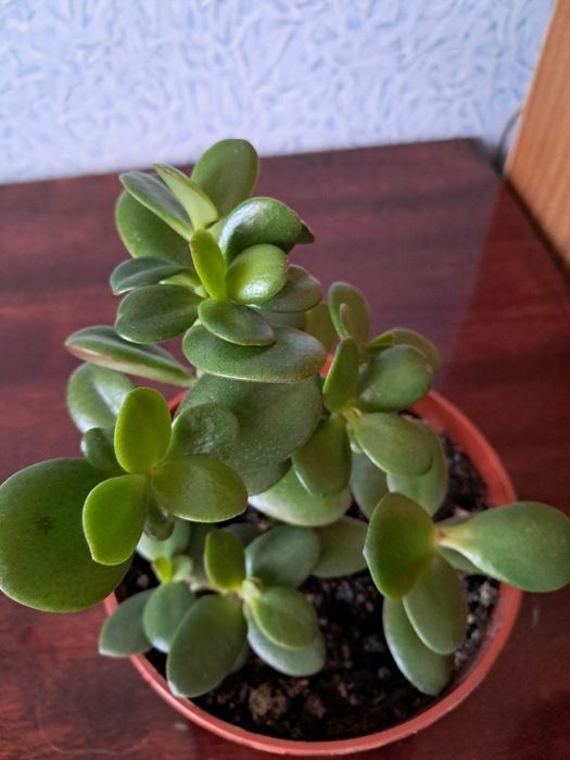 Товстянка кімнатна рослина
