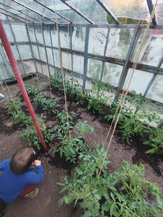 Sprzedam ROD Księży Młyn milionowa