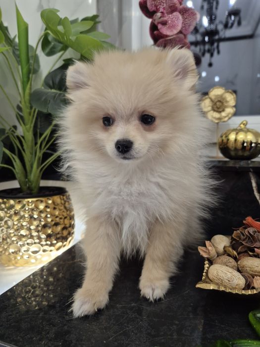 Szpic miniaturowy piesek 15