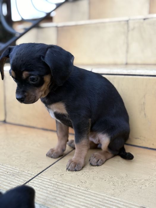 Oddam pieski za darmo